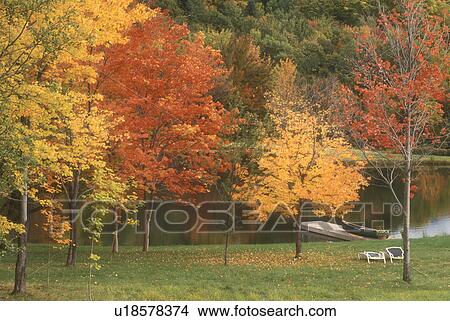 fall, maple trees, Waterbury, VT, Vermont, A small pond surrounded by colorful maple trees in autumn. View Large Photo Image Picture - fall, maple trees, Waterbury, VT, Vermont, A small pond surrounded by colorful maple trees in autumn.. Fotosearch