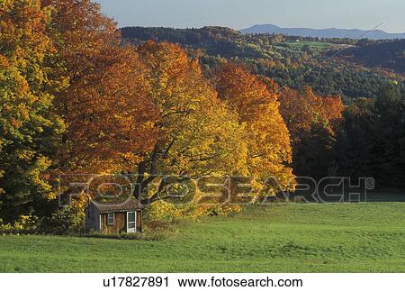 fall, Peacham, VT, Vermont, A small hunting cabin surrounded by colorful fall foliage in the autumn. View Large Photo Image Stock Image - fall, Peacham, VT, Vermont, A small hunting cabin surrounded by colorful fall foliage in the autumn. . Fotosearch