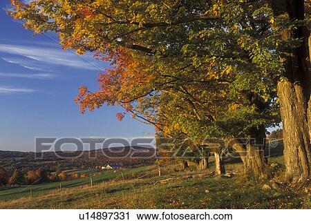 Stock Image -  fall, Peacham, VT, Vermont, Colorful maple trees along a field in the autumn. . Fotosearch