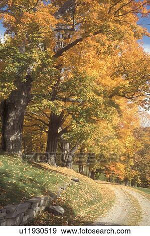 Stock Photo -  fall, Pomfret, VT, Vermont, Colorful maple trees along a dirt road in autumn.. Fotosearch