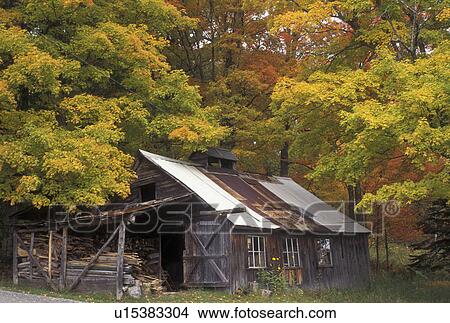 Picture -  fall, sugar shack, Burke, VT, Vermont, Sugarhouse surrounded by maple trees in the autumn. . Fotosearch