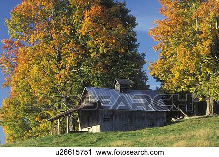 Stock Image -  fall, sugarhouse, Peacham, VT, Vermont, A sugarhouse surrounded by colorful fall foliage in the autumn. . Fotosearch