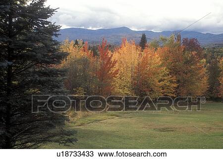 fall, trees, Waterbury, VT, Vermont, A forest of colorful fall foliage in autumn with a view of the Green Mountains in the background. View Large Photo Image Stock Image - fall, trees, Waterbury, VT, Vermont, A forest of colorful fall foliage in autumn with a view of the Green Mountains in the background.. Fotosearch