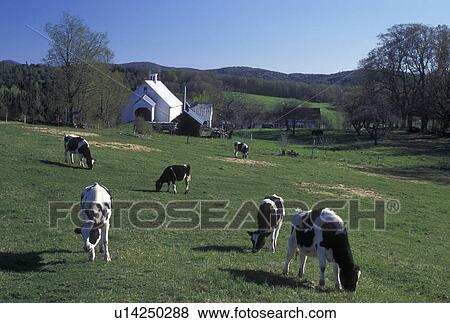 Stock Photo -  farm, cows, spring, East Montpelier, VT, Vermont, Holstein cows grazing in pasture on Templeton Farm in East Montpelier in the spring.. Fotosearch