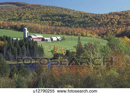 Stock Photography -  farm, fall, foliage, Cabot, VT, Vermont, Scenic view of a farm with cows grazing in the pasture next to Molly's Pond in the fall.. Fotosearch