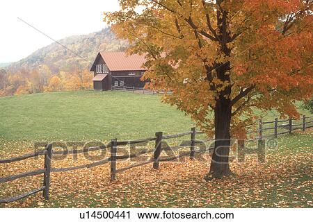 farm, fall foliage, fall, Middletown Springs, VT, Vermont, Split rail fence, maple tree, barn with red roof in autumn in Middletown Springs. View Large Photo Image Stock Image - farm, fall foliage, fall, Middletown Springs, VT, Vermont, Split rail fence, maple tree, barn with red roof in autumn in Middletown Springs.. Fotosearch
