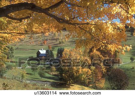 farm, fall, South Pomfret, VT, Vermont, Sleepy Hollow Farm surrounded by colorful maple trees in autumn. View Large Photo Image Picture - farm, fall, South Pomfret, VT, Vermont, Sleepy Hollow Farm surrounded by colorful maple trees in autumn.. Fotosearch