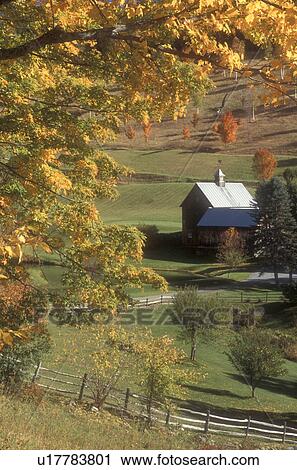 farm, fall, South Pomfret, VT, Vermont, Sleepy Hollow Farm surrounded by colorful maple trees in autumn. View Large Photo Image Stock Image - farm, fall, South Pomfret, VT, Vermont, Sleepy Hollow Farm surrounded by colorful maple trees in autumn.. Fotosearch