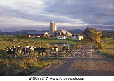 farm, Newport Center, VT, Vermont, Cows grazing in a field on a farm along a country road in the fall in Newport Center. View Large Photo Image Stock Photo - farm, Newport Center, VT, Vermont, Cows grazing in a field on a farm along a country road in the fall in Newport Center.. Fotosearch