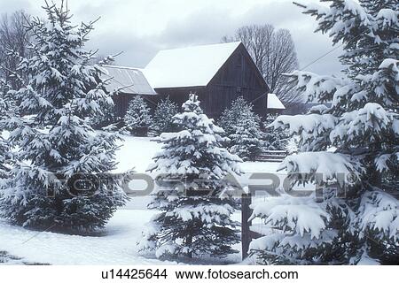 Picture -  farm, winter, Calais, Vermont, VT, Snow-covered evergreens and frozen pond on a farm in winter in Calais.. Fotosearch