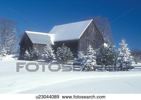 Stock Photo -  farm, winter, Calais, Vermont, VT, Snow-covered evergreens and barn on a farm on a sunny day in winter in Calais.. Fotosearch