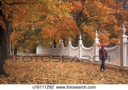 fence, fall, Bennington, VT, Vermont, A woman walks with a red umbrella next to a white fence surrounded by colorful foliage in Bennington in autumn. View Large Photo Image Stock Image - fence, fall, Bennington, VT, Vermont, A woman walks with a red umbrella next to a white fence surrounded by colorful foliage in Bennington in autumn.. Fotosearch