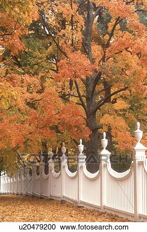 Stock Image -  fence, fall, Bennington, VT, Vermont, A white fence surrounded by colorful foliage in Bennington in autumn.. Fotosearch