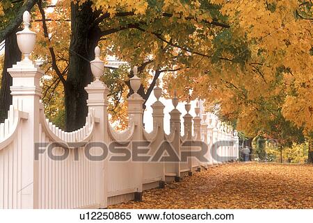 Stock Photography -  fence, fall, Bennington, VT, Vermont, A white fence surrounded by colorful foliage in Bennington in autumn.. Fotosearch