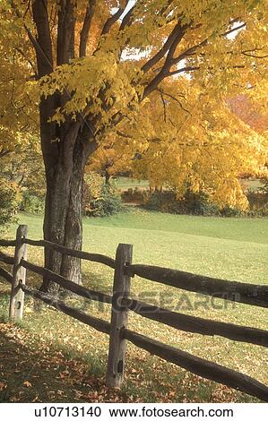 Stock Image -  fence, maple trees, fall, Pomfret, VT, Vermont, Colorful maple trees along a split rail fence in autumn.. Fotosearch