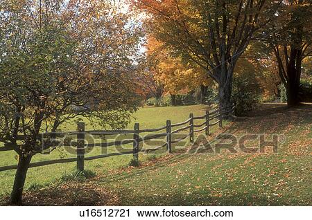 Stock Image -  fence, maple trees, fall, Pomfret, VT, Vermont, Colorful maple trees along a split rail fence in autumn.. Fotosearch