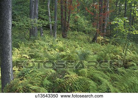 Stock Image -  ferns, forest, wood, fall, Groton State Forest, VT, Vermont, Lush green ferns cover the ground of the forest in Groton State Forest in the autumn.. Fotosearch