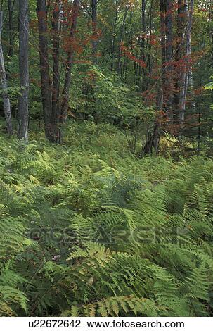 ferns, forest, woods, Groton State Forest, VT, Vermont, Lush green ferns cover the ground of the forest in Groton State Forest in the autumn. View Large Photo Image Stock Image - ferns, forest, woods, Groton State Forest, VT, Vermont, Lush green ferns cover the ground of the forest in Groton State Forest in the autumn.. Fotosearch