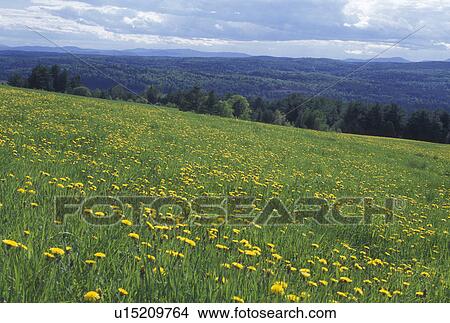 field, dandelions, spring, Calais, VT, Vermont, Field of dandelions and scenic countryside in the spring in Calais. View Large Photo Image Picture - field, dandelions, spring, Calais, VT, Vermont, Field of dandelions and scenic countryside in the spring in Calais.. Fotosearch