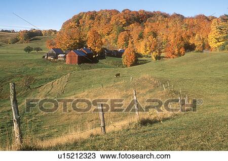 fJenne farm, maple trees, Reading, VT, Vermont, Scenic view of Jenne Farm surrounded by colorful maple trees in Reading in autumn. View Large Photo Image Stock Image - fJenne farm, maple trees, Reading, VT, Vermont, Scenic view of Jenne Farm surrounded by colorful maple trees in Reading in autumn.. Fotosearch
