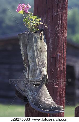flower, Vermont, VT, East Corinth, Pink geranium in a cowboy boot hanging on a fence post. View Large Photo Image Stock Image - flower, Vermont, VT, East Corinth, Pink geranium in a cowboy boot hanging on a fence post.. Fotosearch