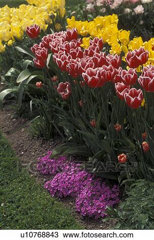 Stock Image -  flowers, garden, spring, tulips, A cluster of colorful flowers grow in a garden.. Fotosearch