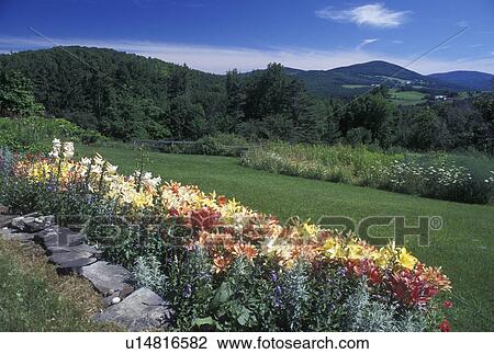 flowers, Vermont, VT, Flower garden in Barnet overlooking a scenic countryside in the summer. View Large Photo Image Stock Image - flowers, Vermont, VT, Flower garden in Barnet overlooking a scenic countryside in the summer.. Fotosearch