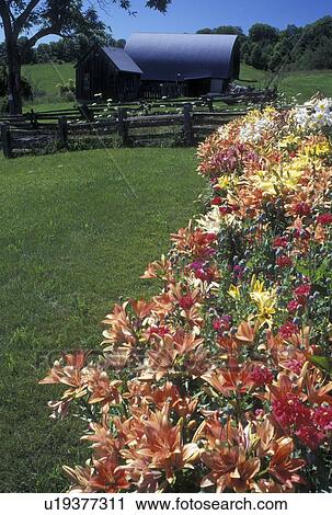 Stock Image -  flowers, Vermont, VT, Flower garden in Barnet in the summer.. Fotosearch