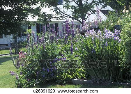 flowers, Vermont, VT, House with flower garden in Peacham in the summer. View Large Photo Image Stock Photo - flowers, Vermont, VT, House with flower garden in Peacham in the summer.. Fotosearch