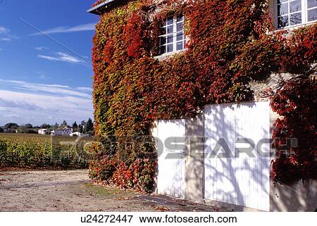 Stock Photo -  France, St. Emilion, Bordeaux Wine Region, Gironde, Europe, Aquitaine, Saint Emilion Vineyards, ivy on a building in the vineyards. Fotosearch