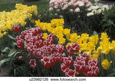 Stock Photograph -  garden, flowers, spring, tulips, A cluster of red and yellow tulips with green stems grow in a garden.. Fotosearch