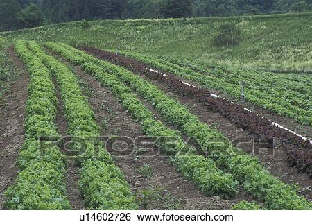 garden, Vermont, VT, Legare Farm Market garden in Calais in the summer. View Large Photo Image Stock Photograph - garden, Vermont, VT, Legare Farm Market garden in Calais in the summer.. Fotosearch