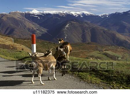 Stock Photography -  goats, France, The Pyrenees, Col d'Aspin, Midi-Pyrenees, Hautes-Pyrenees, Europe, Goats crossing the road on the summit of the scenic Pyrenees Mountains in Col d'Aspin.. Fotosearch
