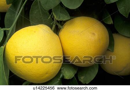 Stock Photograph -  grapefruit, close-up, grapefruit tree, Phoenix, AZ, Arizona, A cluster grapefruit hangs onto a grapefruit tree in Phoenix.. Fotosearch