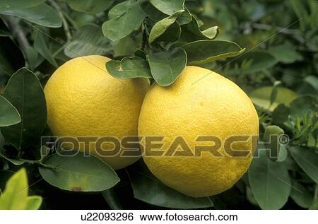 grapefruit, close-up, grapefruit tree, Phoenix, AZ, Arizona, Two grapefruit hang onto a grapefruit tree in Phoenix. View Large Photo Image Stock Photograph - grapefruit, close-up, grapefruit tree, Phoenix, AZ, Arizona, Two grapefruit hang onto a grapefruit tree in Phoenix.. Fotosearch