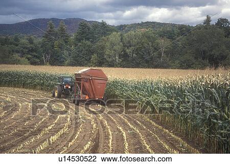 Stock Image -  harvest, farming, fall, Middlesex, VT, Vermont, Farmer cutting his cornfield with a tractor in autumn.. Fotosearch
