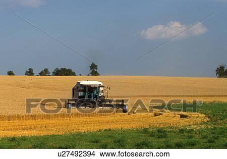 harvest, wheat field, ND, North Dakota, Richland County, Cutting a field of wheat with farm equipment. View Large Photo Image Picture - harvest, wheat field, ND, North Dakota, Richland County, Cutting a field of wheat with farm equipment.. Fotosearch