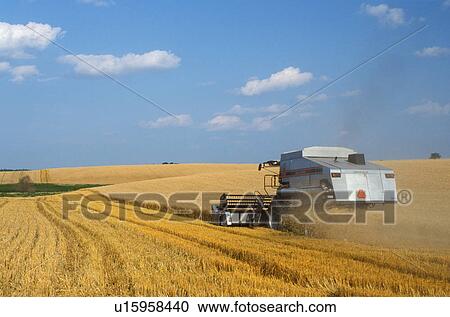 Stock Image -  harvest, wheat field, ND, North Dakota, Richland County, Cutting a field of wheat with farm equipment.. Fotosearch