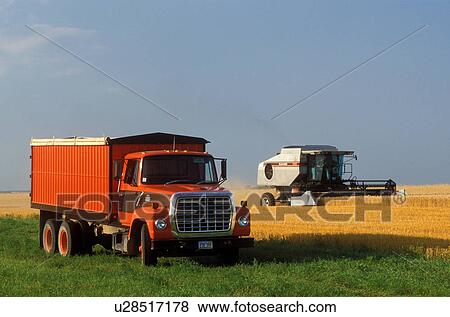 harvest, wheat field, ND, North Dakota, Richland County, Cutting a field of wheat with farm equipment. View Large Photo Image Stock Photo - harvest, wheat field, ND, North Dakota, Richland County, Cutting a field of wheat with farm equipment.. Fotosearch