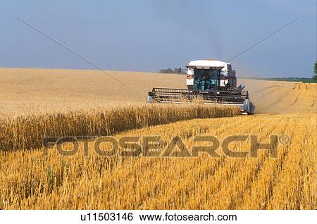 Stock Photograph -  harvest, wheat field, ND, North Dakota, Richland County, Cutting a field of wheat with farm equipment.. Fotosearch