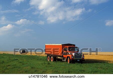 Stock Photograph -  harvest, wheat field, ND, North Dakota, Richland County, field of wheat, farm equipment, red truck.. Fotosearch