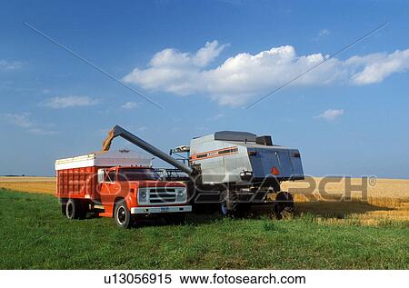 harvest, wheat field, ND, North Dakota, Richland County, Filling red truck with grain from wheat harvest. View Large Photo Image Stock Photography - harvest, wheat field, ND, North Dakota, Richland County, Filling red truck with grain from wheat harvest.. Fotosearch
