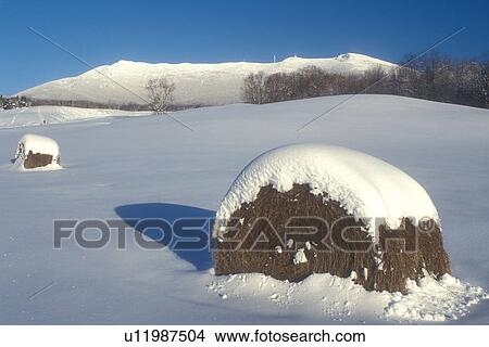 hay bale, mountain, winter scene, snow, Mt. Mansfield, Two snow covered hay bales in a field with Mount Mansfield in the distance on a sunny day in the winter in Underhill Center in Chittenden County in the state of Vermont. View Large Photo Image Picture - hay bale, mountain, winter scene, snow, Mt. Mansfield, Two snow covered hay bales in a field with Mount Mansfield in the distance on a sunny day in the winter in Underhill Center in Chittenden County in the state of Vermont. . Fotosearch