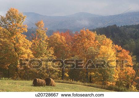 Stock Photo -  hay, fall, Marshfield, VT, Vermont, Hay bales in a field on a farm in the fog in Marshfield in the autumn.. Fotosearch