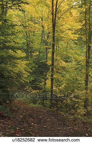 hiking, trail, autumn, Westmore, VT, Vermont, Hiking trail through the forest in the fall in Westmore. View Large Photo Image Stock Image - hiking, trail, autumn, Westmore, VT, Vermont, Hiking trail through the forest in the fall in Westmore.. Fotosearch