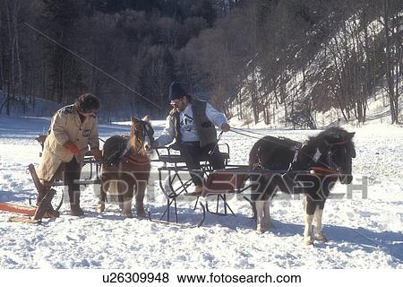 horse and sleigh, Vermont, VT, Miniature horses getting harnessed for the Sleigh Rally at Mad River Valley Winter Carnival at Lareau Farm in Waitsfield. View Large Photo Image Stock Photo - horse and sleigh, Vermont, VT, Miniature horses getting harnessed for the Sleigh Rally at Mad River Valley Winter Carnival at Lareau Farm in Waitsfield. . Fotosearch