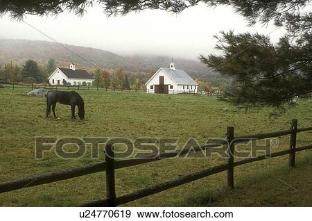 horse, fall, Warren, VT, Mad River Valley, Vermont, Horse grazing in a pasture on a farm surrounded by colorful foliage in Warren in autumn. View Large Photo Image Stock Photo - horse, fall, Warren, VT, Mad River Valley, Vermont, Horse grazing in a pasture on a farm surrounded by colorful foliage in Warren in autumn.. Fotosearch