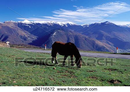 Stock Image -  horse, France, The Pyrenees, Col d'Aspin, Midi-Pyrenees, Hautes-Pyrenees, Europe, Pyrenees Mountains, horse grazing, countryside. Fotosearch