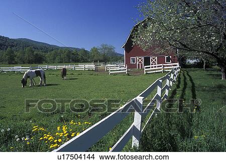 horse, spring, Berlin, VT, Vermont, Horses grazing in a pasture surrounded by a white split rail fence and red barn in background in the spring in Berlin. View Large Photo Image Picture - horse, spring, Berlin, VT, Vermont, Horses grazing in a pasture surrounded by a white split rail fence and red barn in background in the spring in Berlin.. Fotosearch