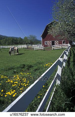horse, spring, Berlin, VT, Vermont, Horses grazing in a pasture surrounded by a white split rail fence and red barn in background in the spring in Berlin. View Large Photo Image Stock Photo - horse, spring, Berlin, VT, Vermont, Horses grazing in a pasture surrounded by a white split rail fence and red barn in background in the spring in Berlin.. Fotosearch